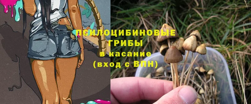 Галлюциногенные грибы Cubensis  закладки  Карачев 